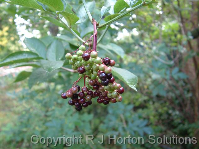 Elderberry Grantham